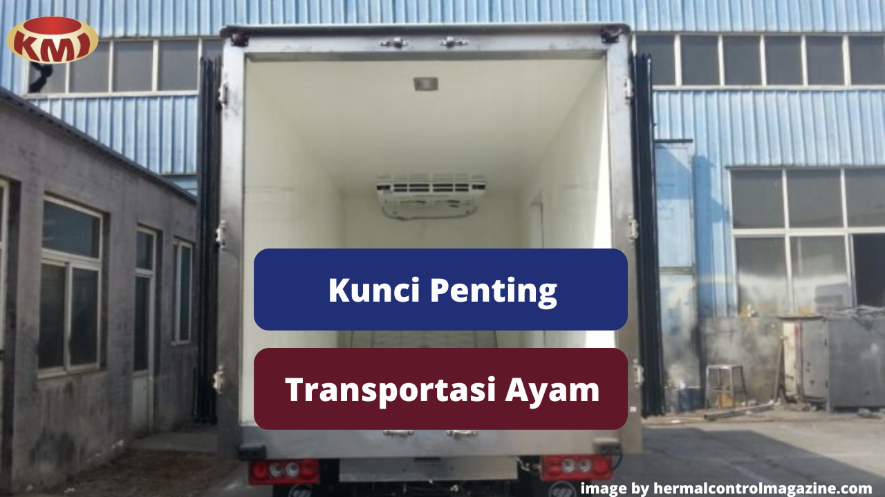 Ketahui 5 Kunci Penting Berikut Ini Dalam Transportasi Ayam Agar Aman